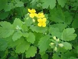 celandine le haghaidh fungas toenail