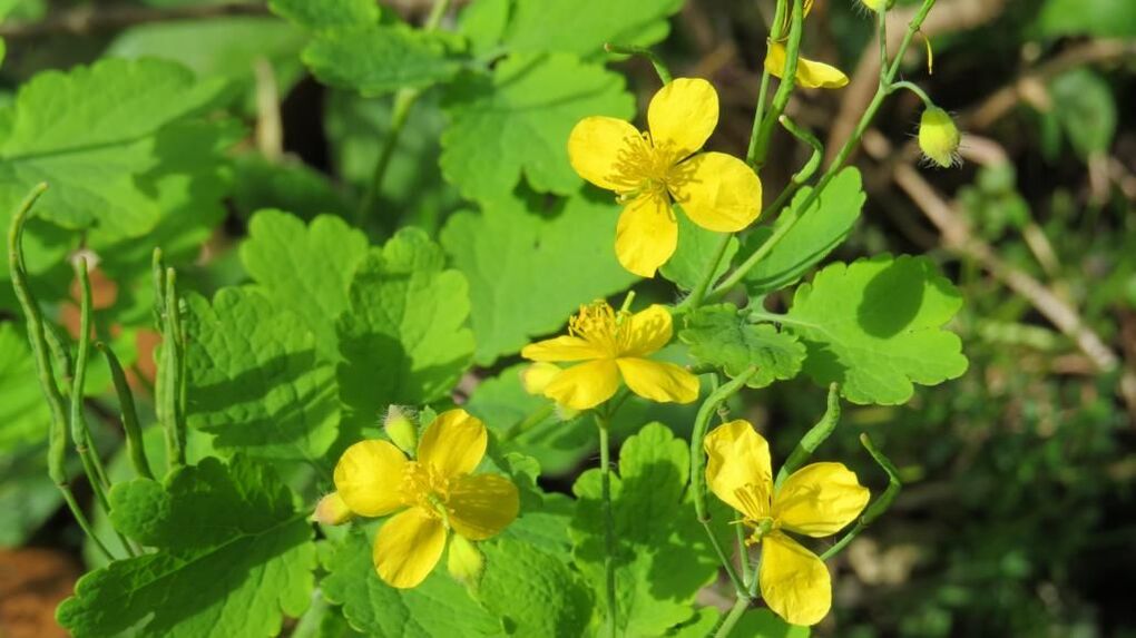 celandine le haghaidh fungas ingne